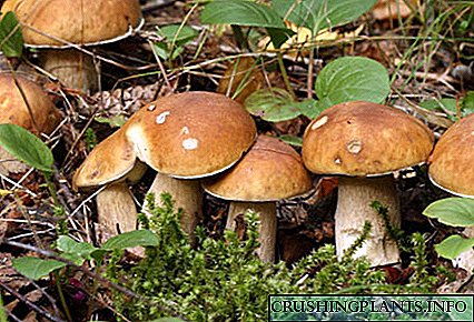 Во градината можете да одгледувате печурки од мицелиум