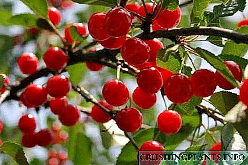 Temokake papan ing situs sampeyan kanggo macem-macem Spanka Hybrid Cherry