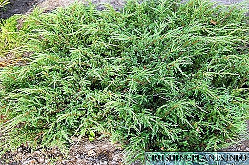 Reperio enim in spatio est iuniperus landscaping Plumosa