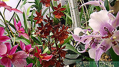 Modestes cumbria orkide ibrid