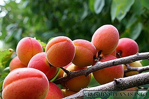Ka hemahema hoʻoilo-Hardy Krasnoshchekiy apricot