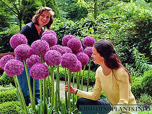 Allium i paharrueshëm: mbjellja dhe kujdesi në tokë të hapur
