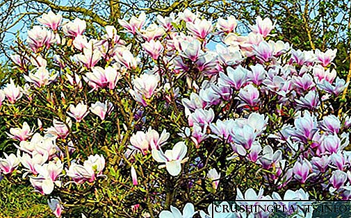 ရှုခင်းဒီဇိုင်းအတွက်မှတ်စုအသစ် - ဥယျာဉ်တော်၌စိုက်ပျိုး Magnolia