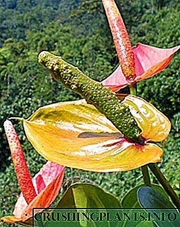 Новиот цвет Антуриум може да се одгледува од семе.