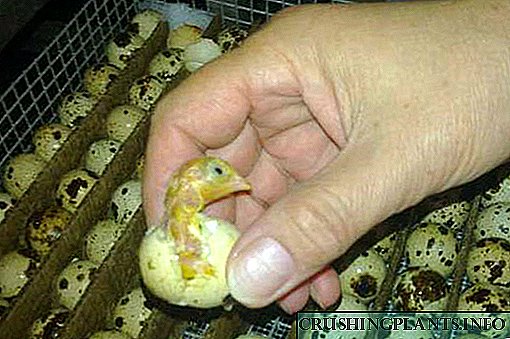 Ma pêdivî ye ku inkubator ji bo quail li malê hewce ye?