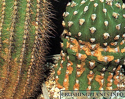 Cales son as manchas dos cactus: as causas dos problemas e as solucións