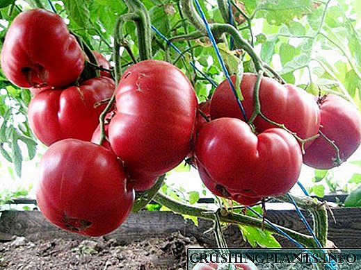 Akiyesi tomati awọ-pupa tomati