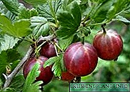 Градинарски цариградско грозје по бербата