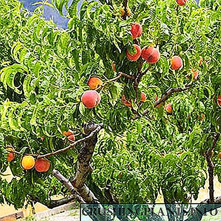 Pruning Peach ing macem-macem zona iklim ing musim semi, musim panas lan musim gugur