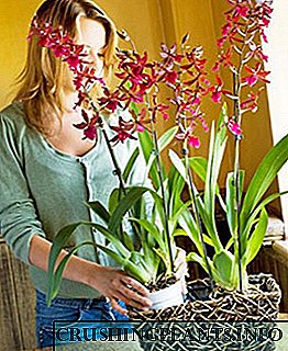 Orkideen zainketa orokorra