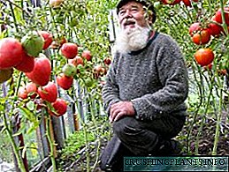 Li ser wêneyên li ser Urals re wêneyên paşîn ên celebên tomato yên çêtirîn