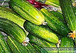 Nchịkọta ụdị kacha mma nke pollinating cucumbers