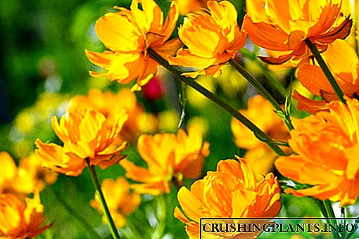Шармантен цветен леотард: карактеристики на одгледување од семе, грижа