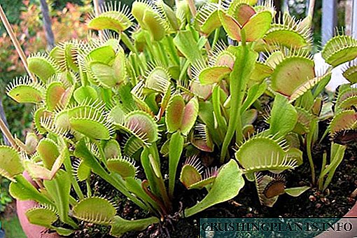 Osisi na-atọ ụtọ - Venus flytrap