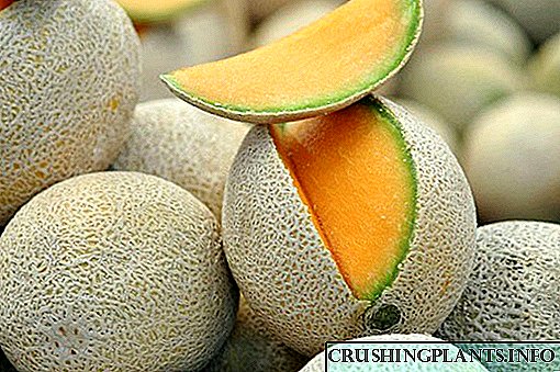 Chimodzi mwa mitundu ya Western Europe ya Cantaloupe melon