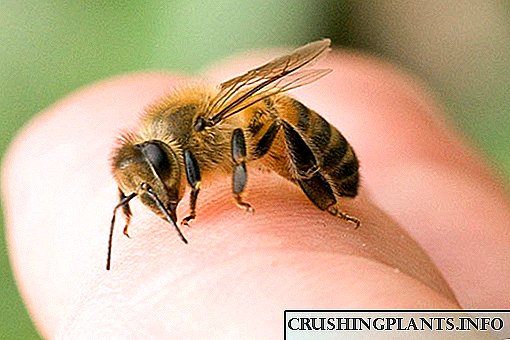 ფუტკრის გაძარცვის საფრთხე და პირველი დახმარება