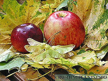 ვაშლის ბაღში შემოდგომის ჯიშების ხეების აღწერილობა და ფოტოები