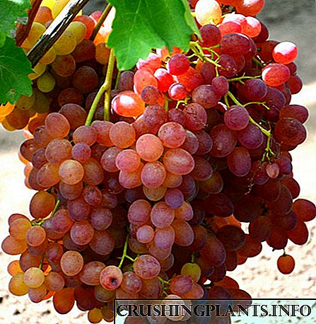 Опис и фотографија на сортата грозје во Велес