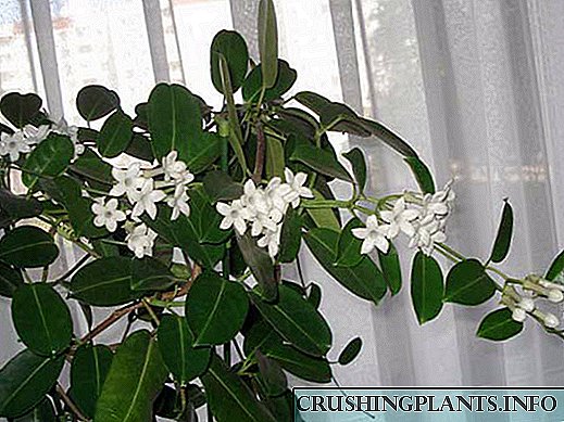 Incazelo yezici zezinhlobonhlobo zangaphakathi jasmine