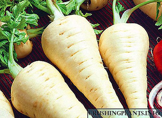 ဖော်ပြချက် parsnip မျိုးပေါင်း: ဥယျာဉ်မှူးများအတွက်အသေးစားခွက်