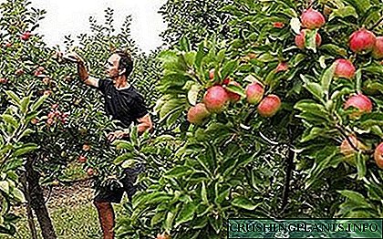 ساکنان باتجربه تابستان می گویند چگونه یک درخت سیب را از یک بذر پرورش می دهد