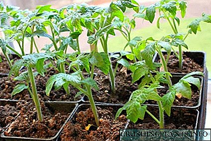 Determinu la tempon de plantado de tomato: kiam vi povas semi semojn por plantidoj