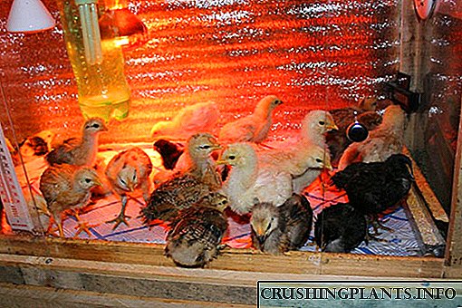 A temperatura óptima para manter as galiñas nos primeiros días de vida