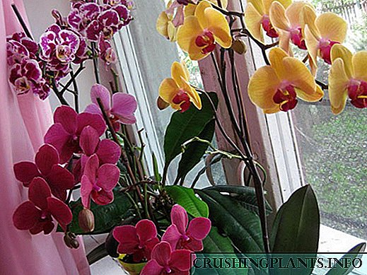 Phalaenopsis orkide - gul kapalagi alohida g'amxo'rlikka muhtoj