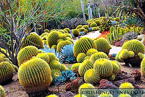 Asl kaktuslar: mashhur turlar va ularning ismlari bilan fotosuratlari