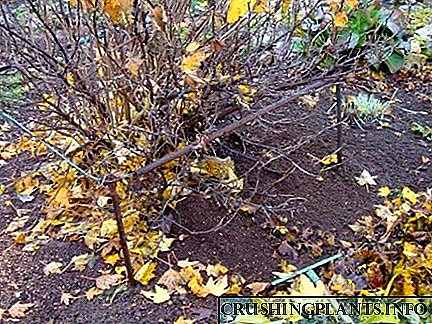 Есенско време во градината: оплоди грозје и рибизли