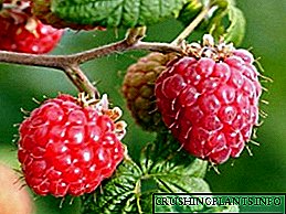 Cara utama panyebaran raspberry