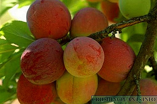 Características da tecnoloxía agrícola variedades de ameixa Peach