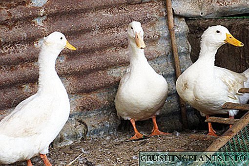 Карактеристики на расата патки во Пекинг и суптилностите на нејзиното одгледување во приватни дворови