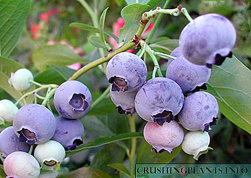 Karatteristiċi ta 'tħawwil u l-irqaqat ta' kura għall-blueberries tal-ġnien fil-pajjiż