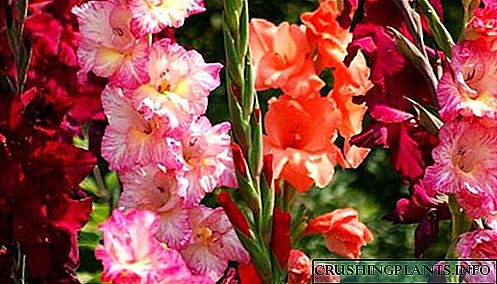 Karakteristikat e mbjelljes dhe kujdesit për gladioli në Siberia