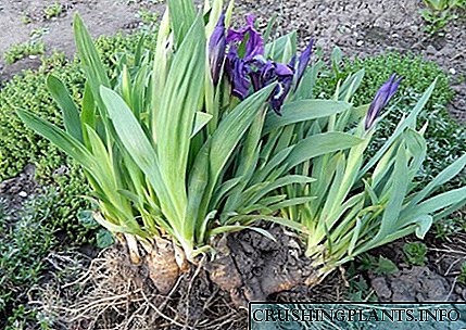 Mga bahin sa pagtanum irises: kung kanus-a, asa ug kung giunsa