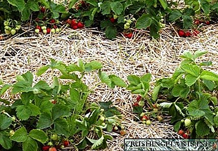 Карактеристики на употреба на азофоски за хранење јагоди