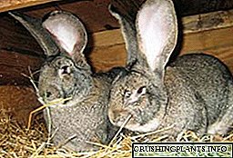 Карактеристики на парење зајаци