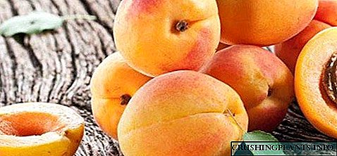 ຄຸນລັກສະນະຂອງການໃຊ້ apricots, ຜົນປະໂຫຍດແລະຄວາມອັນຕະລາຍຂອງມັນ