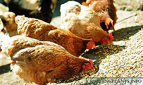 Značajke izbora, sastav i cijena hrane za kokoši nesnice