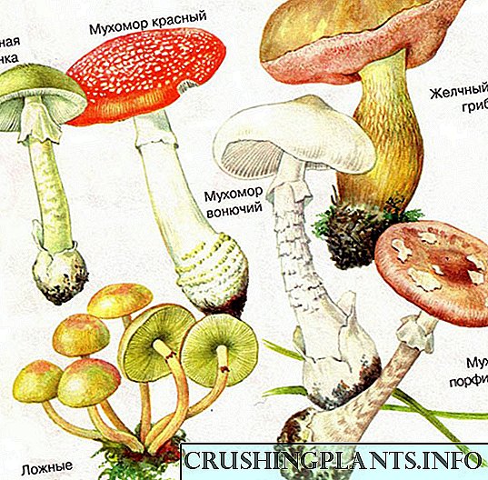 Внимание, отровни печурки: Избор на познати видови