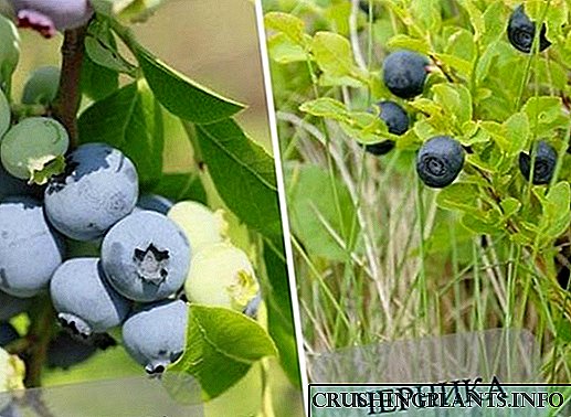 Blueberry боюнча Blueberries айырмаланып эки мөмө ортосунда чоң айырмачылык