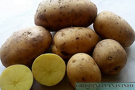 Одлична оценка за централна Русија компири Гала