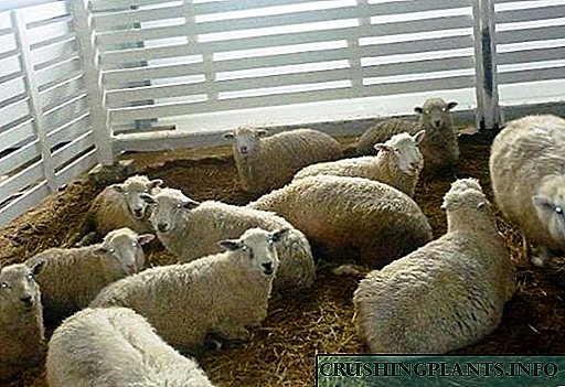 O cultivo de ovellas como negocio para un agricultor novato