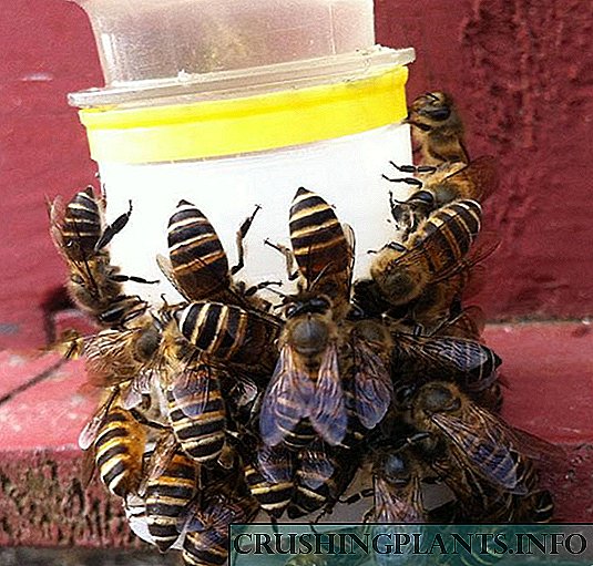 Beekeepers mbantu ngombe kanggo tawon saka China