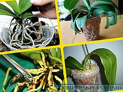Трансплантација на орхидеи: како да го направите тоа правилно