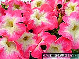 Petunia grandiflora Limbo - fitur tuwuh lan perawatan