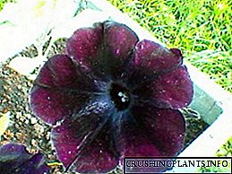 Petunia Sophistry ဘလက်ခ်ဘယ်ရီ - အခြေခံကျကျ Ariane ထဲပန်းပွင့်