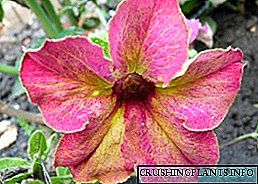 Bicolor me gëlqere të sofistikimit Petunia - një kameleon në kopshtin tuaj