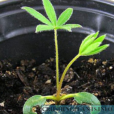 N'ihi gịnị kpatara seedlings nke perennial lupine nwụrụ na ihe a ga-eme
